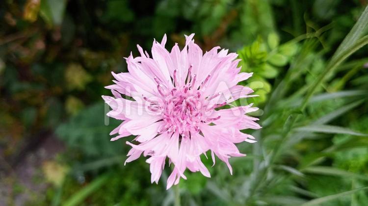 ピンク色のヤグルマギクの花 ヤグルマギク,ピンク,花の写真素材