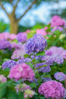 Colorful hydrangea, JPG Colorful hydrangea, JPG