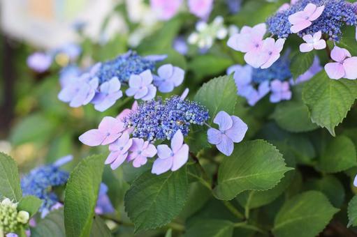 紫陽花１ あじさい,自然,6月の写真素材