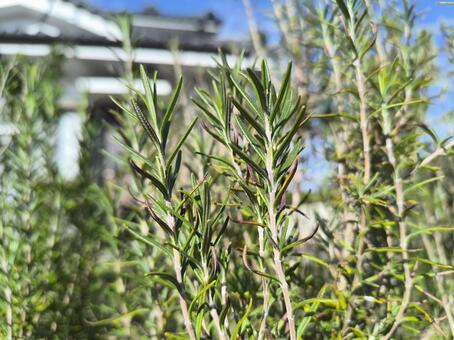 ローズマリー ハーブ,香り,記憶力の写真素材