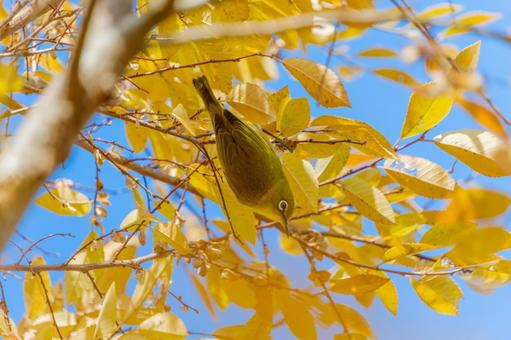 A Japanese white-eye searching through the yellow leaves, JPG A Japanese white-eye searching through the yellow leaves, JPG