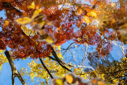 もみじ公園の秋⒇ 秋,紅葉,モミジの写真素材