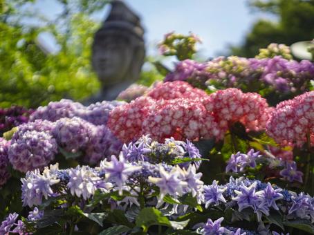 壺阪寺のあじさいの花 壺阪寺のあじさいの花 あじさい,花,壺阪寺の写真素材