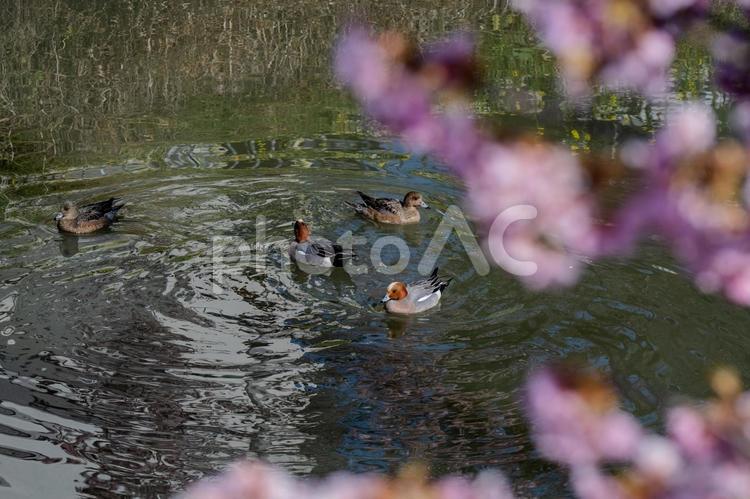 青毛堀川沿いの河津桜 河津桜,サクラ,flowerの写真素材