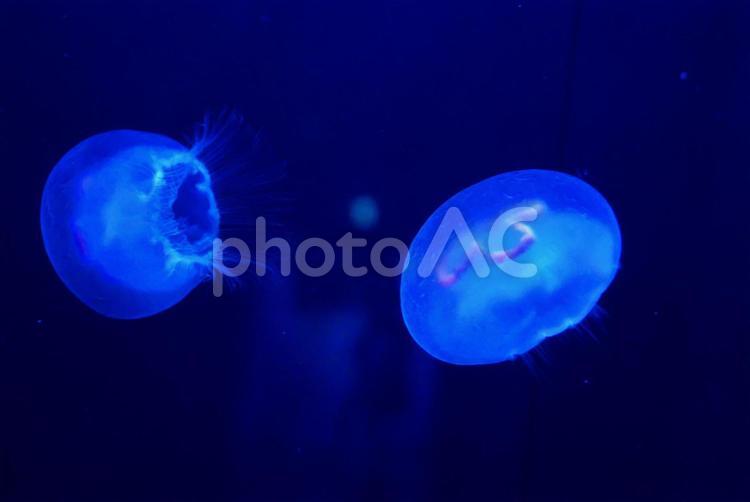 神秘な世界のクラゲ クラゲ,水族館,屋内の写真素材
