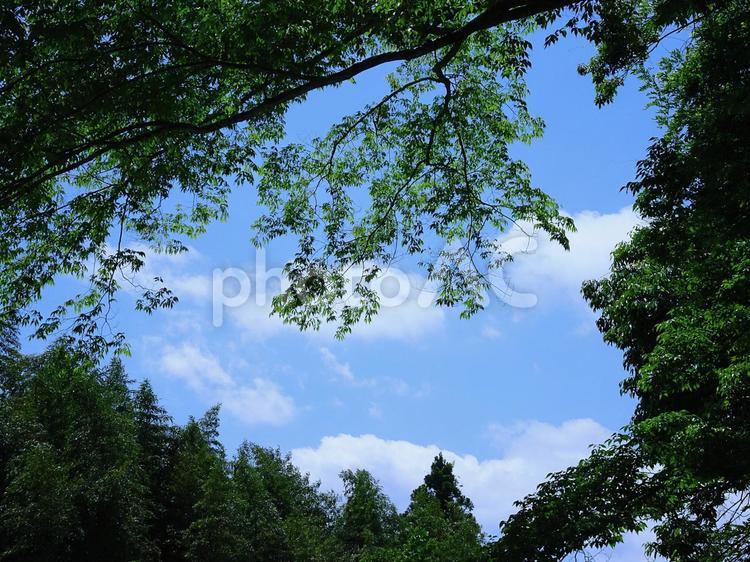木陰から見上げた青空 青空,夏空,新緑の写真素材