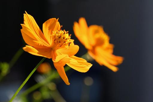 近所の庭に咲いたマリーゴールドの花 近所の庭に咲いたマリーゴールドの花の写真