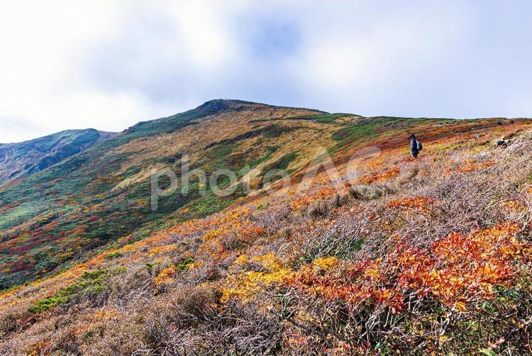 秋色に染まる　栗駒山の絶景 山,秋,紅葉の写真素材
