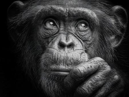 感情豊かなチンパンジーの表情の写真