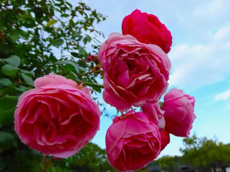 バラ バラ,花,綺麗の写真素材