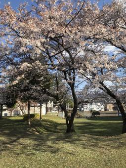 天気の良い日の公園 天気の良い日の公園の写真