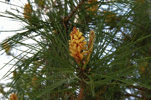 アカマツの写真