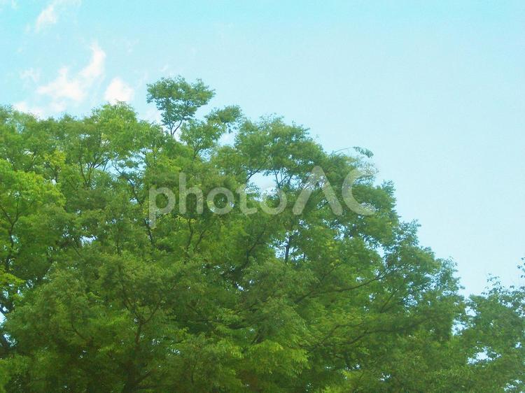 樹木と青空 樹木,植物,木の写真素材