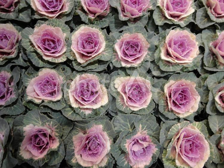 冬に咲くような紫色の葉｜葉牡丹の美 葉牡丹,冬,白の写真素材