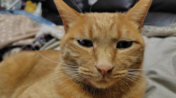 くつろぐ茶トラ 猫,茶トラ,catの写真素材