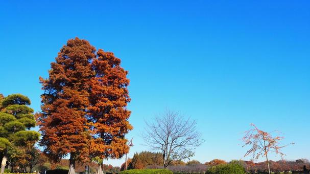 秋の水元公園・煉瓦色の木々・東京都葛飾区 秋,水元公園,紅葉の写真素材