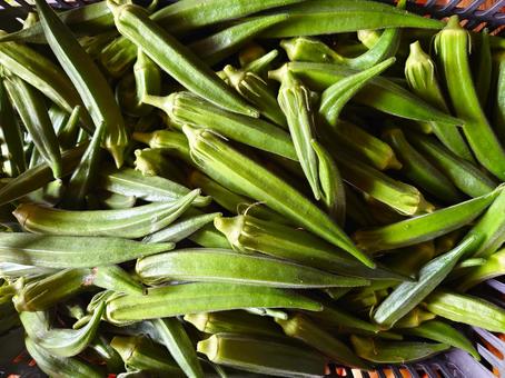 出荷を待つとれたてオクラ 美味しい,食材,野菜の写真素材