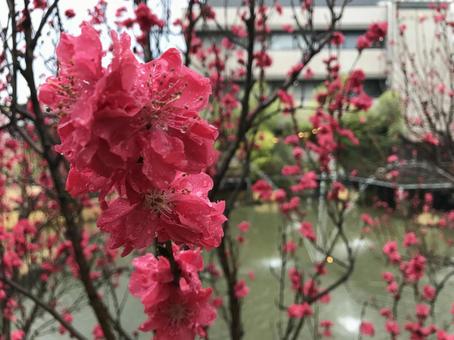 花 花の写真