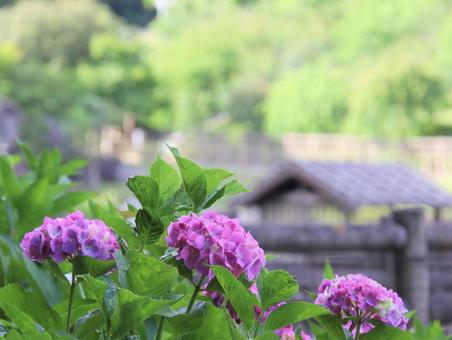 紫陽花の綺麗な季節 紫陽花の綺麗な季節の写真