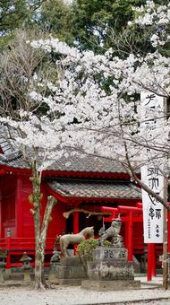 桜 桜の写真