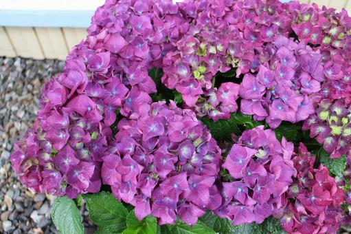 紫陽花1 紫陽花1の写真