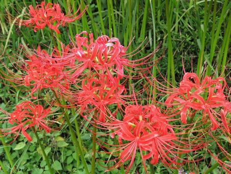彼岸花 ヒガンバナ 秋の花 (2) 彼岸花 ヒガンバナ 秋の花 (2)の写真