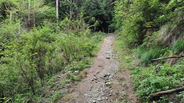 夏の登山道③ 夏の登山道③の写真