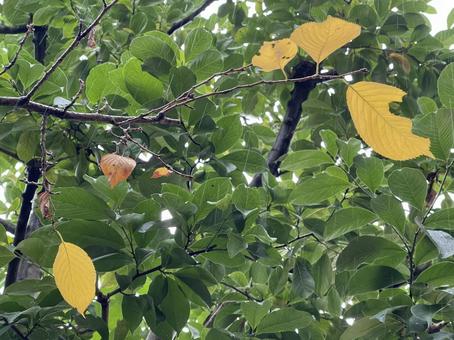 神田川10月:雨降りの紅葉 2025 神田川10月:雨降りの紅葉 2025 紅葉,緑樹,虫食いの写真素材