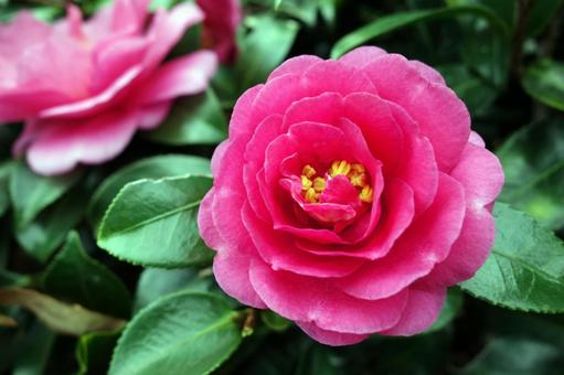 山茶花#04, JPG 山茶花#04, ดอกเคมีเลีย, ดอกไม้, ดอกไม้ camellia, JPG