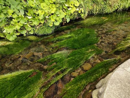 透き通る水の川 梅花藻,水草,苔の写真素材