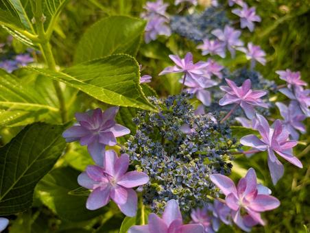 Hydrangea in the light, JPG Hydrangea in the light, JPG