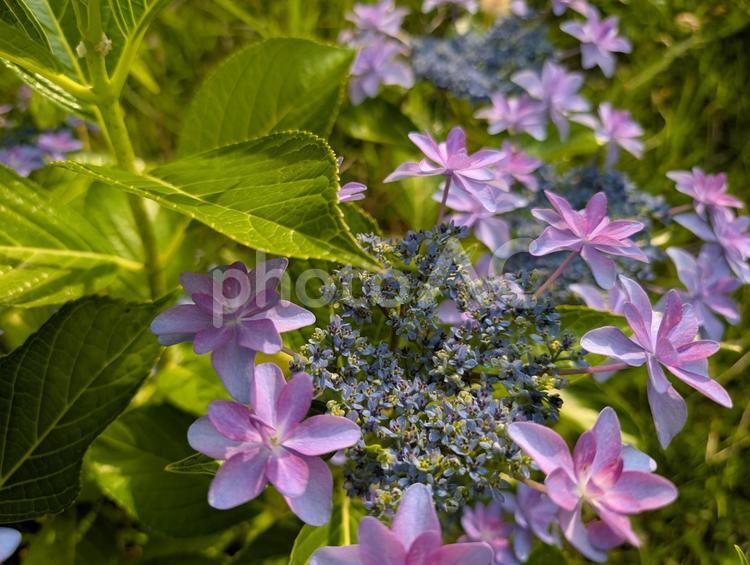 光さすガクアジサイ 紫陽花,アジサイ,あじさいの写真素材