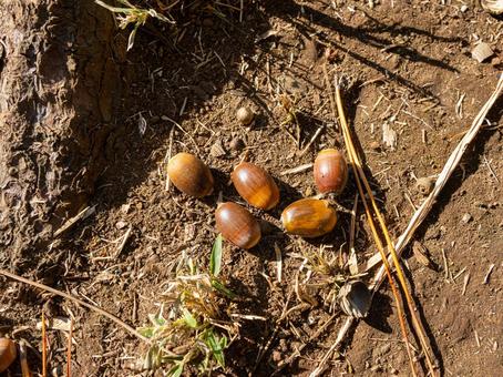 ドングリ 自然,ハイキング,癒しの写真素材