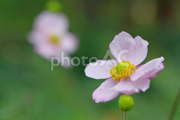 秋明菊　シュウメイギク 秋明菊,シュウメイギク,秋の花の写真素材