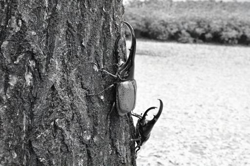 ヘラクレスオオカブト ヘラクレスオオカブトの写真