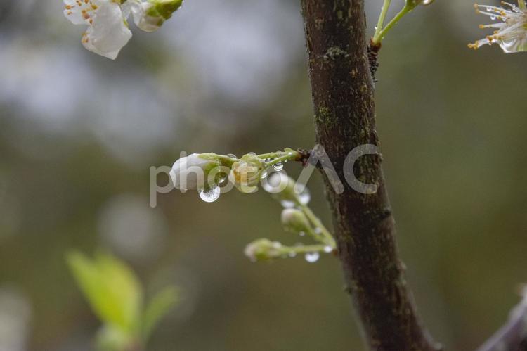 雨あがりの水滴とつぼみ ツボミ,葉,新芽の写真素材