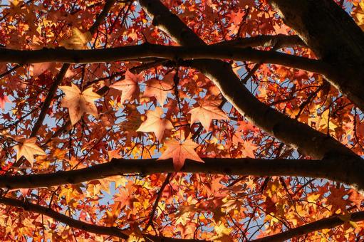 紅葉狩りの写真