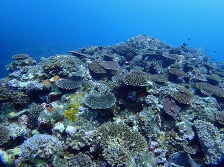 沖縄の海　ダイビングの写真