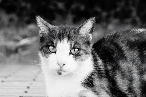 ねこ ねこ ねこ,野良,動物の写真素材