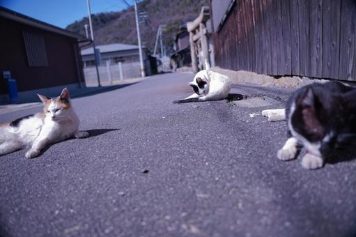 ねこ ねこの写真