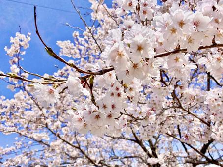 春の訪れ 春の訪れ 桜,さくら,春の写真素材