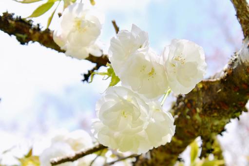 白い八重桜の白妙 白い八重桜の白妙の写真