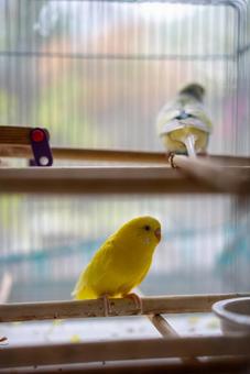 止まり木に佇む黄色いインコ セキセイインコ,インコ,鳥の写真素材