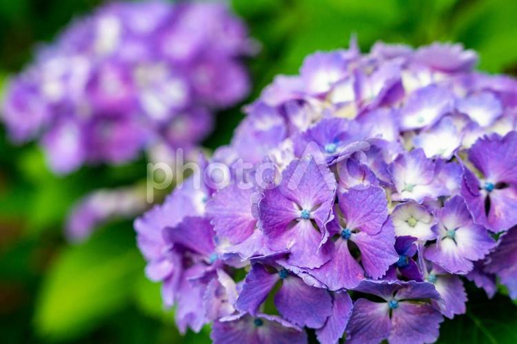妖艶な紫の紫陽花 紫陽花,アジサイ,あじさいの写真素材