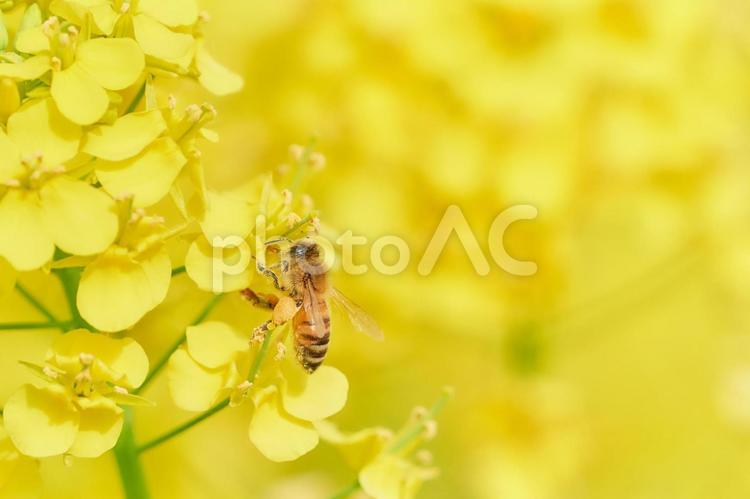 菜の花の密を吸いに来たセイヨウミツバチ ミツバチ,菜の花,セイヨウミツバチの写真素材