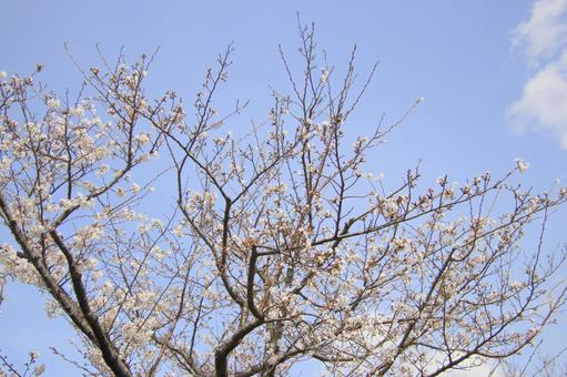 満開の桜 満開,桜,ソメイヨシノの写真素材