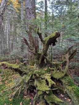 初めて行ったもののけの森 気持ちいい,自然,背景の写真素材