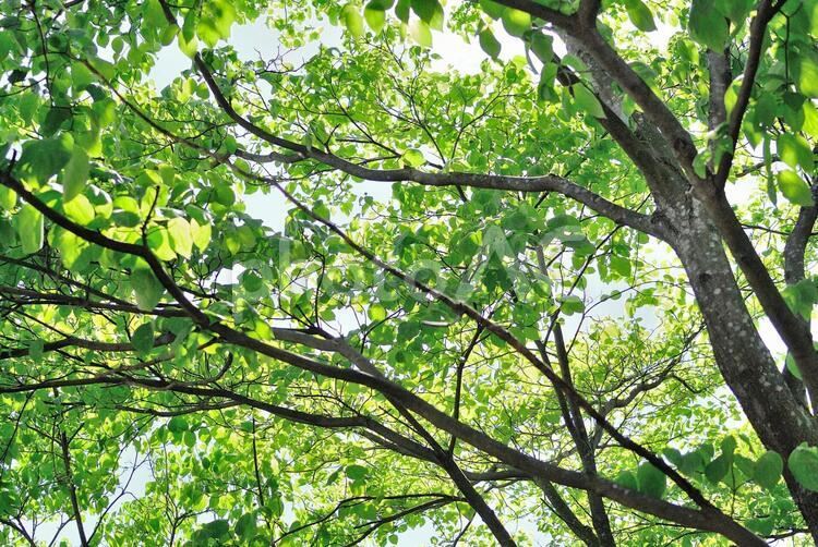 新緑・木漏れ日 新緑,木漏れ日,光の写真素材