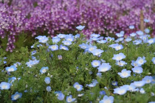 Nemophila Lapis Lazuli Arabesque Spring Flowers Spring, JPG Nemophila Lapis Lazuli Arabesque Spring Flowers Spring, JPG