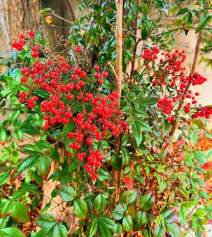 南天 ナンテン,木の実,赤い実の写真素材